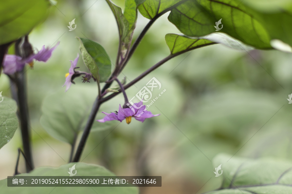 茄子花
