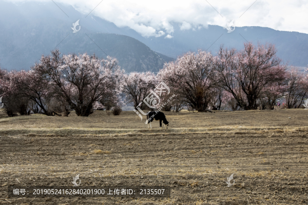 高原小景