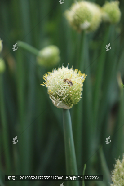 蔥花上的蜜蜂