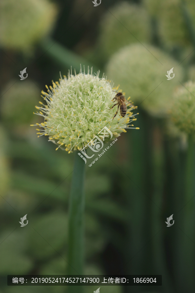 蔥花上的蜜蜂