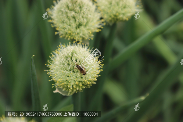 蔥花