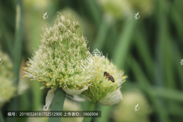 蔥花里覓食的蜜蜂