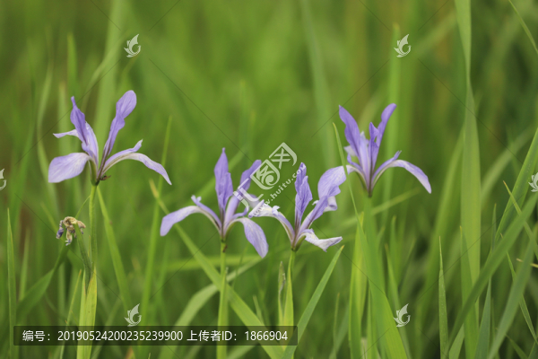 白花馬藺
