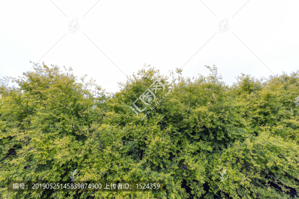 樹(shù)林