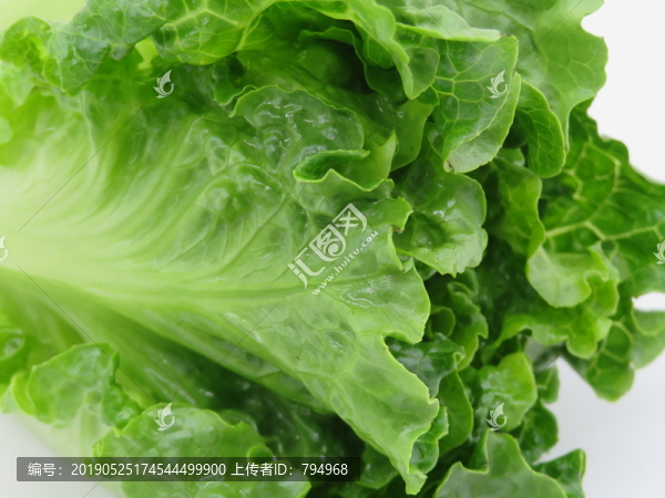 生菜