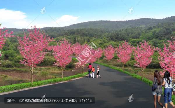 櫻花大道
