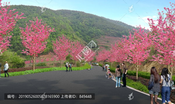 櫻花大道