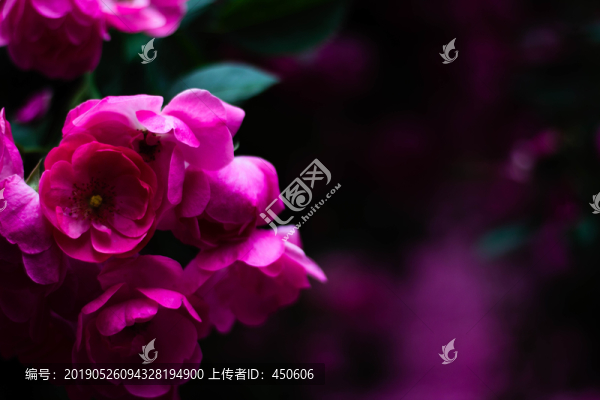 薔薇花玫瑰花