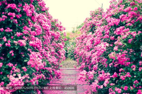 含羞的花朵薔薇玫瑰花花卉素材