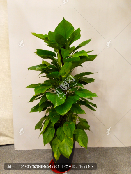 綠蘿