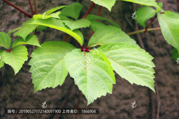 爬山虎
