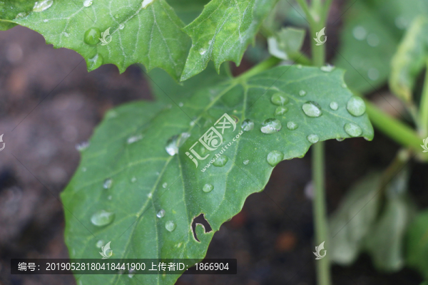 水珠和綠葉