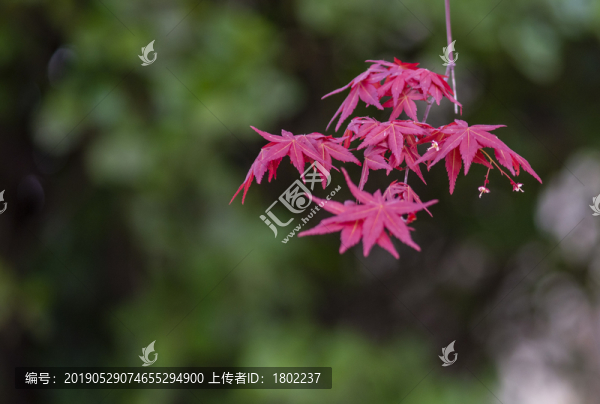 楓葉