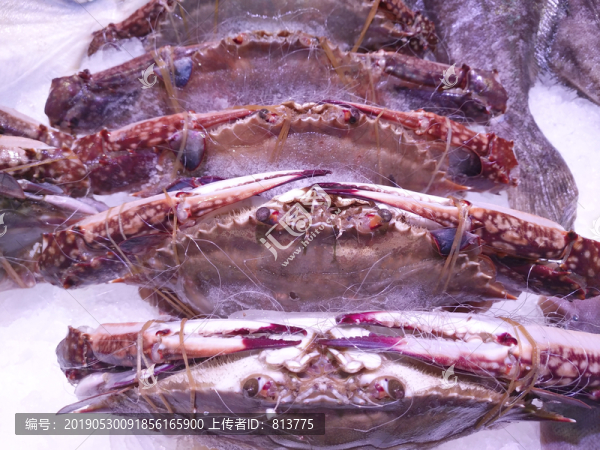 海鮮梭子蟹