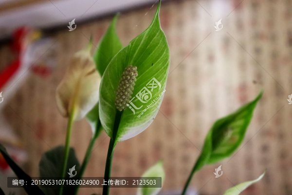白鶴芋