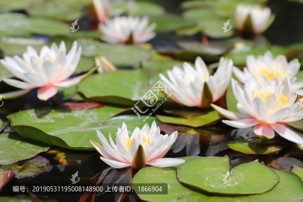 蓮花高清