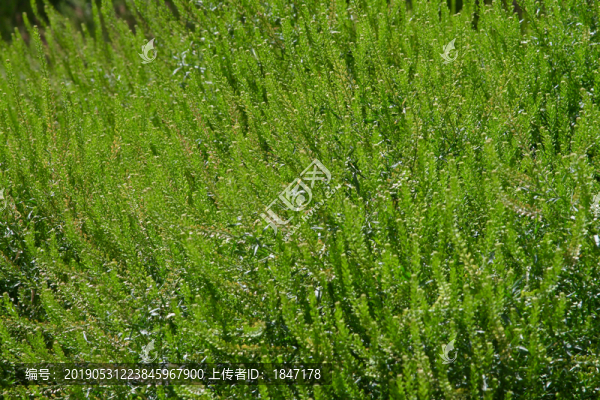 野草