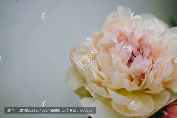 芍藥花