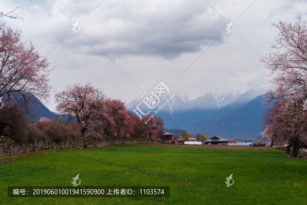 西藏波密桃花溝45