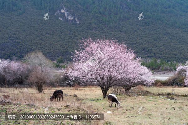 西藏波密桃花溝50