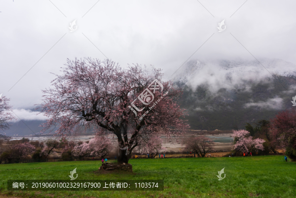 西藏波密桃花30