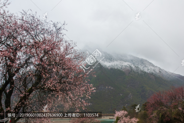 西藏波密桃花33
