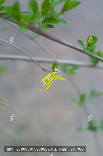 花草