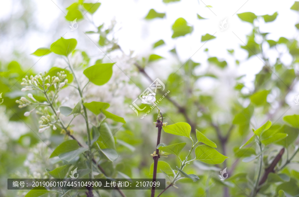 花草