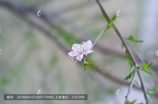 花草