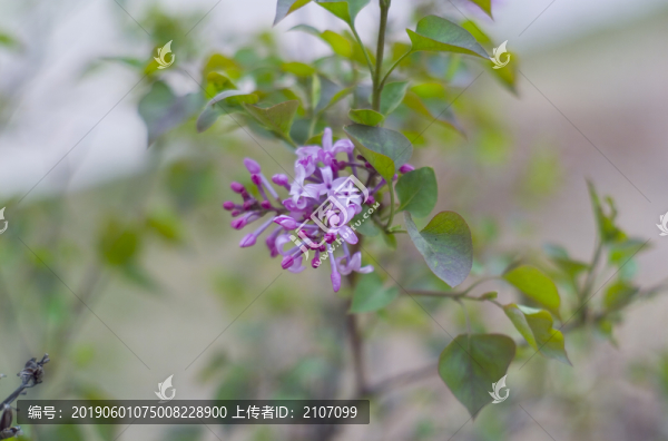 花草