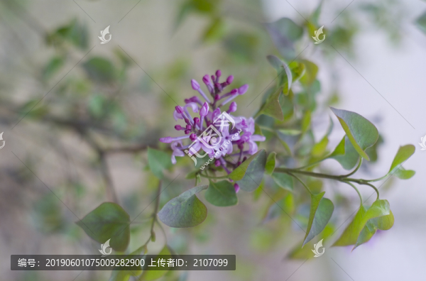 花草