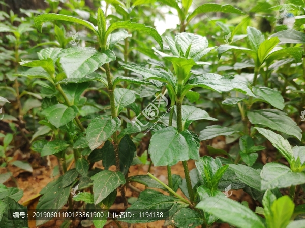南非蟛蜞菊