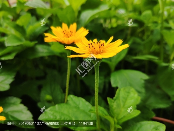 南非蟛蜞菊