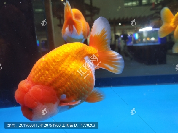 大金魚