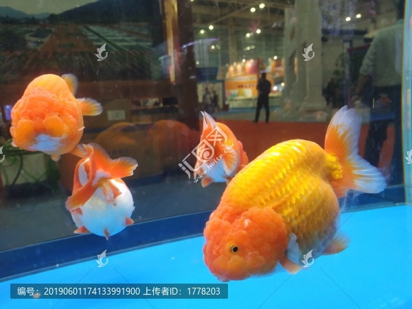 大金魚