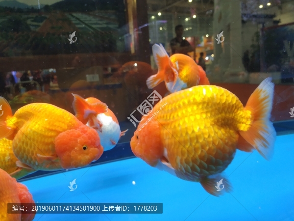 大金魚