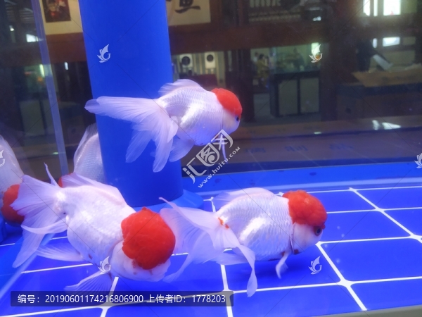 紅頭金魚