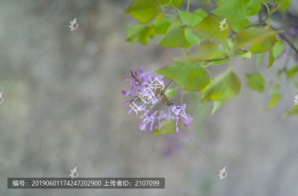 花草