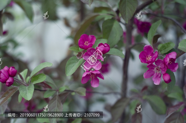 花草