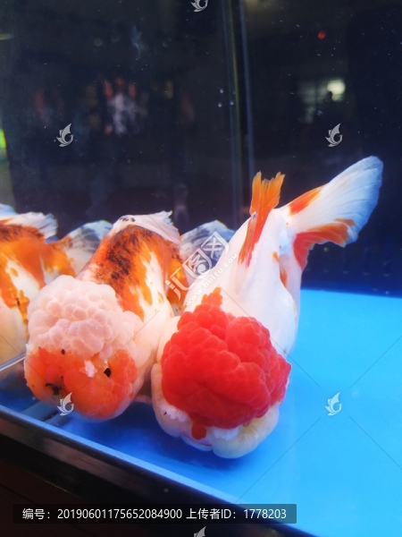 大金魚