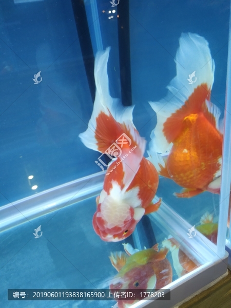 金魚