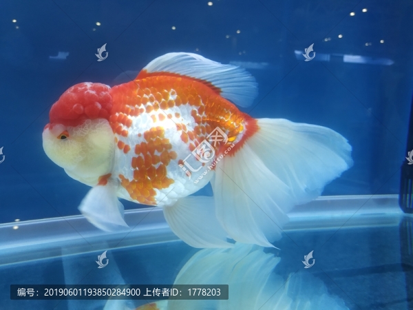 展會金魚