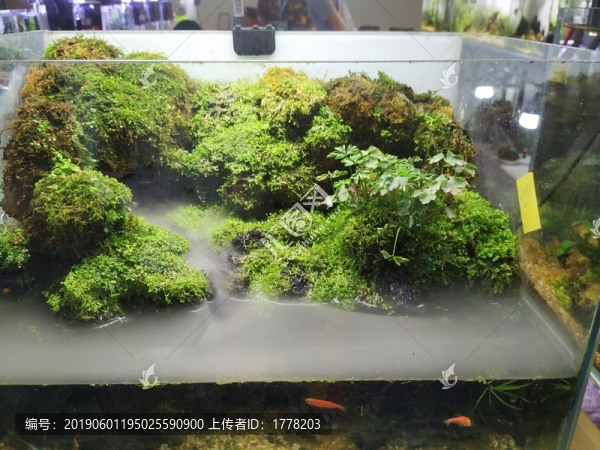 小魚缸