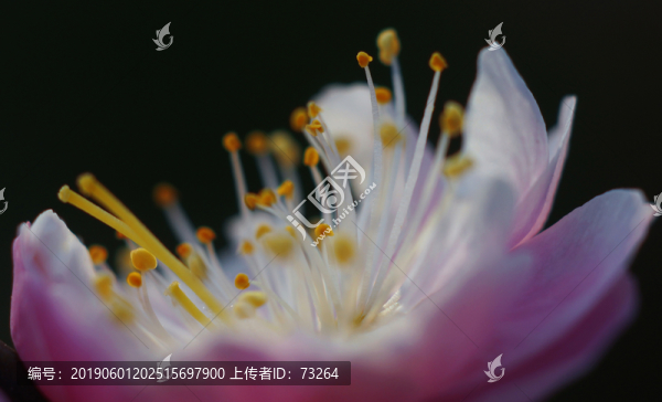 梅花