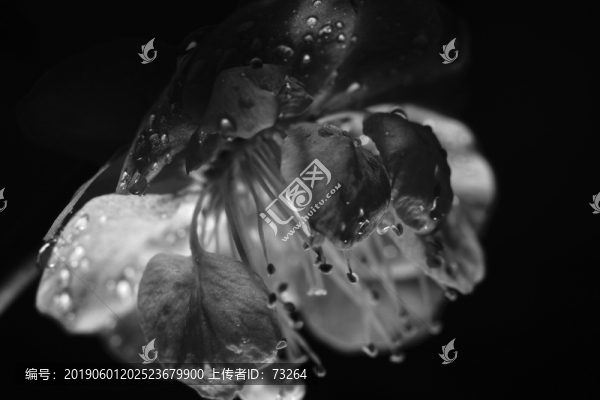 梅花