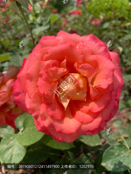 月季花