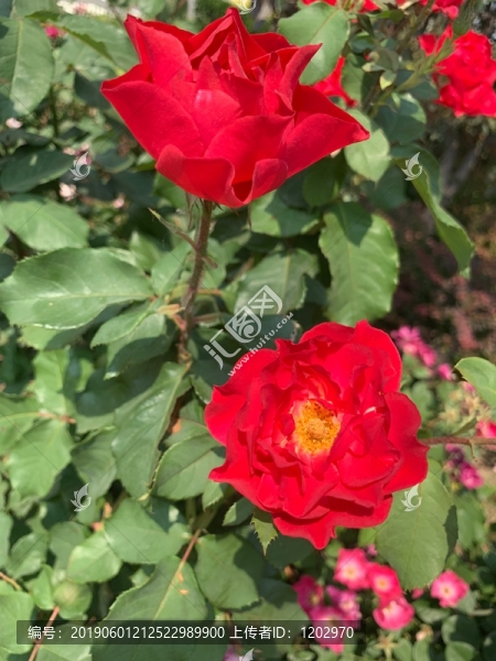 月季花