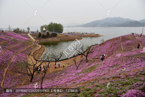 河北遷西雨花谷芝櫻