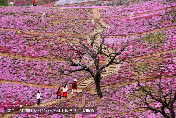 唐山遷西雨花谷芝櫻