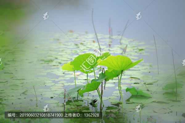 青荷